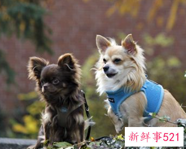 女人梦见两条狗是什么预兆