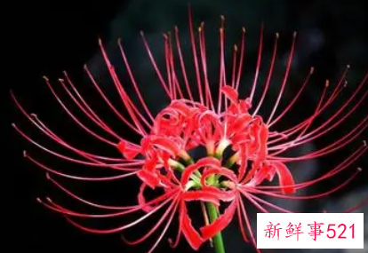 彼岸花古风句子虐心短句