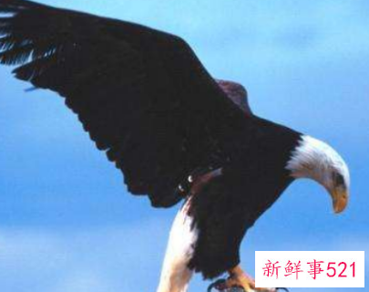 老鹰的特点和作用