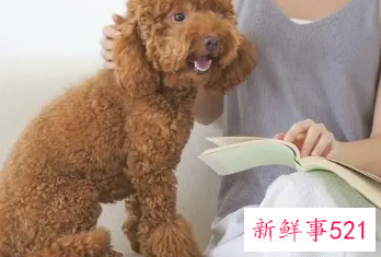 宠物能跟主人睡在一起吗