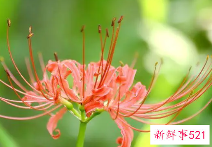 彼岸花古风句子虐心短句