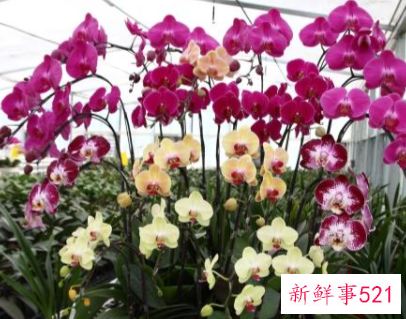 过年家里适合摆放什么花