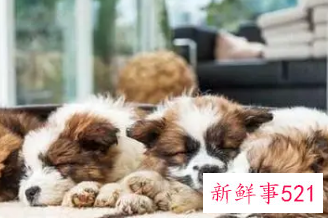 宠物能跟主人睡在一起吗