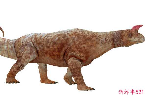 印度蜥脚类动物-一种巨大的足底动物(4米长-有一个巨大的眶上角)