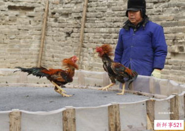 宝鸡斗鸡台遗址发掘，宝鸡斗鸡台遗址发掘成果