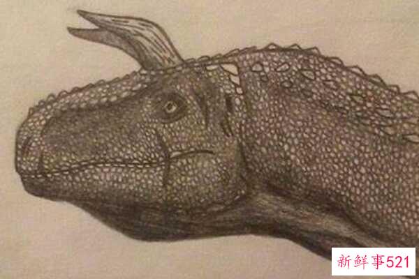 印度蜥脚类动物-一种巨大的足底动物(4米长-有一个巨大的眶上角)