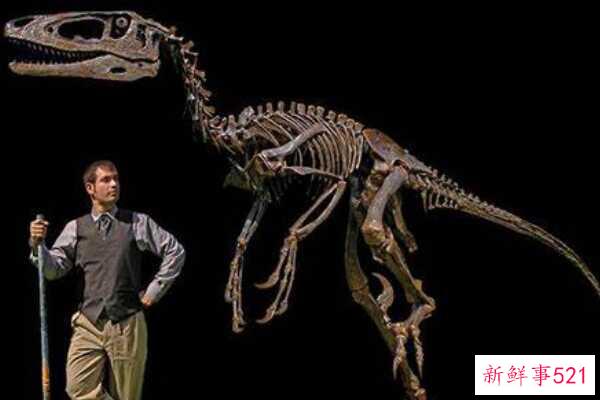 印度蜥脚类动物-一种巨大的足底动物(4米长-有一个巨大的眶上角)