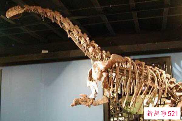 卡龙加龙-非洲巨人泰坦(9米长-仅出土牙齿)