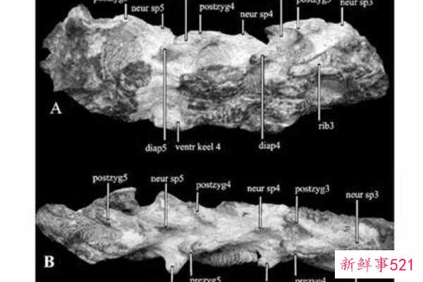 卡龙加龙-非洲巨人泰坦(9米长-仅出土牙齿)