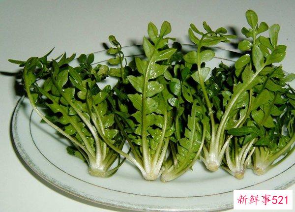 荠菜致癌吗？荠菜有什么优点和禁忌？