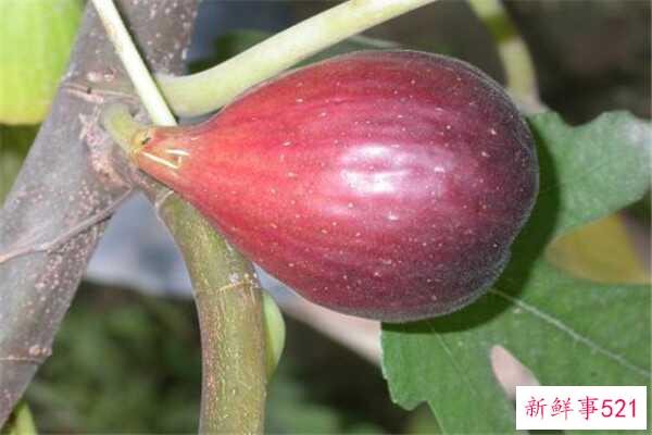 炒米茶有哪些危害？喝多了可能会上火