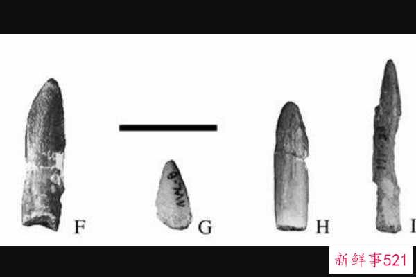 卡龙加龙-非洲巨人泰坦(9米长-仅出土牙齿)