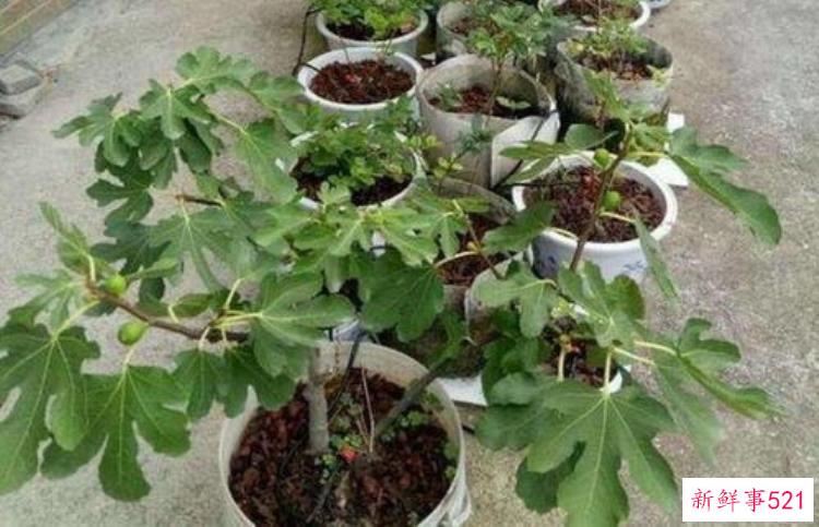 汉代陶瓷工艺取得哪些成就，东汉黑釉文物