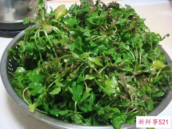 荠菜致癌吗？荠菜有什么优点和禁忌？