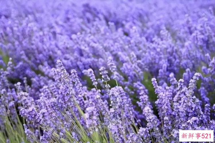 去大邑解锁宝藏城市