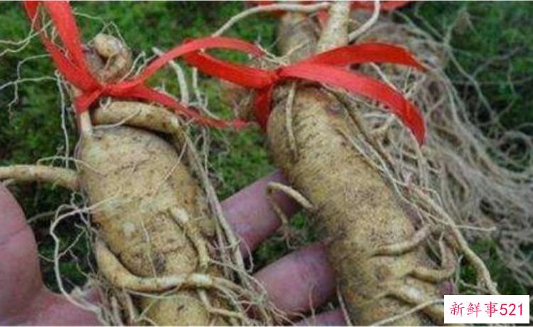 为什么挖人参要系红绳，人参会跑吗，挖人参为什么要绑红绳子完整版