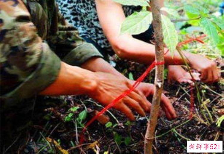 为什么挖人参要系红绳，人参会跑吗，挖人参为什么要绑红绳子完整版