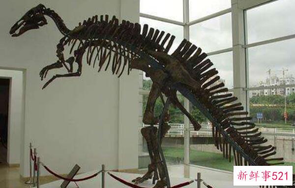 中型甲龙-带尖刺的装甲龙(头部完全被骨甲包裹)