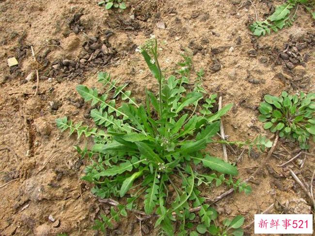 荠菜致癌吗？荠菜有什么优点和禁忌？