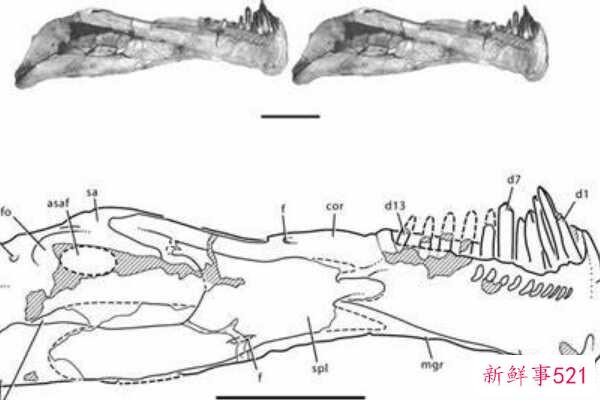 卡龙加龙-非洲巨人泰坦(9米长-仅出土牙齿)