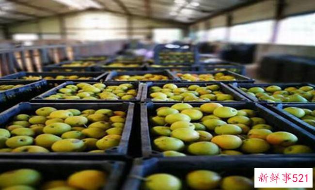 安国梨和南果梨的区别口感差别很大(南果梨更甜)