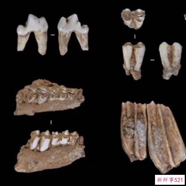 在河南发现32万年前的人类头骨化石这究竟意味着什么，史前人类化石头骨