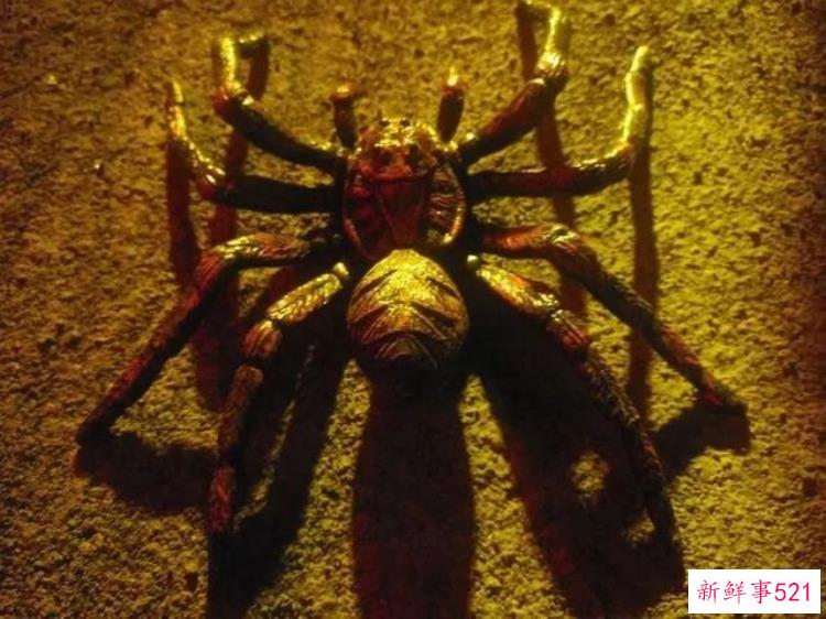 现实版侏罗纪公园来了闽侯南通新开3000考古馆陪娃过暑假