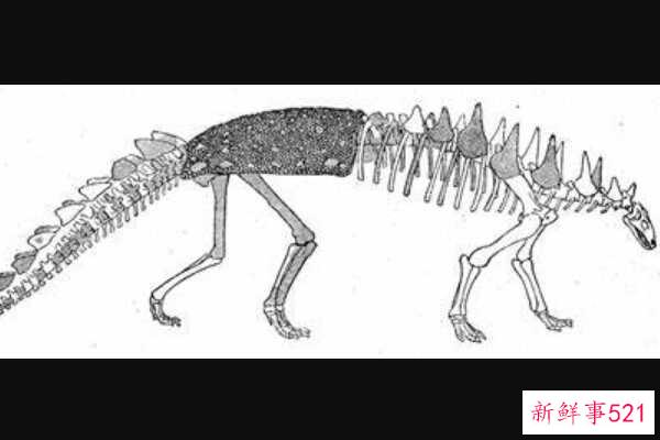 中型甲龙-带尖刺的装甲龙(头部完全被骨甲包裹)