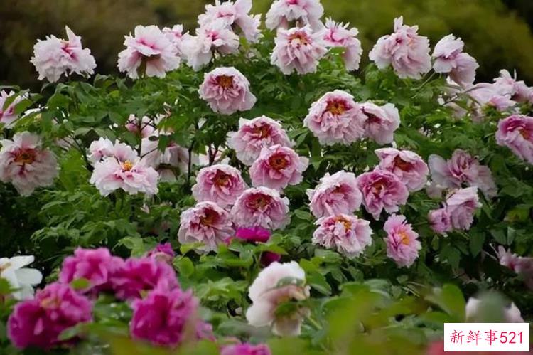 去大邑解锁宝藏城市