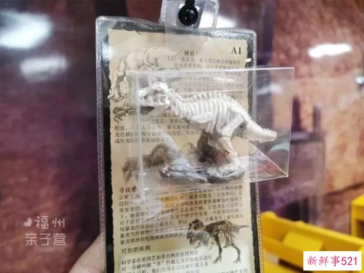 现实版侏罗纪公园来了闽侯南通新开3000考古馆陪娃过暑假