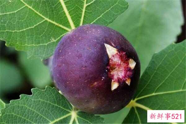 炒米茶有哪些危害？喝多了可能会上火