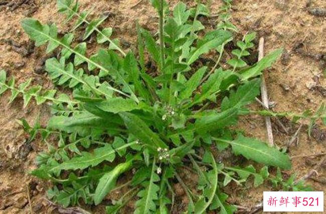 荠菜致癌吗？荠菜有什么优点和禁忌？