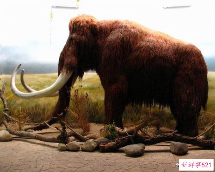 猛犸象为什么会灭绝，猛犸象灭绝主要原因