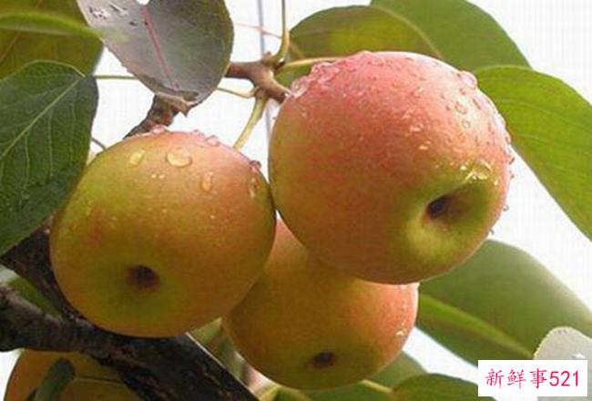 安国梨和南果梨的区别口感差别很大(南果梨更甜)