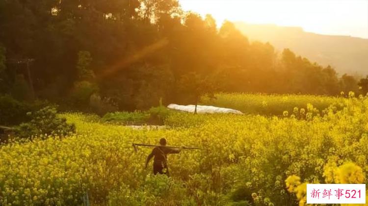 去大邑解锁宝藏城市