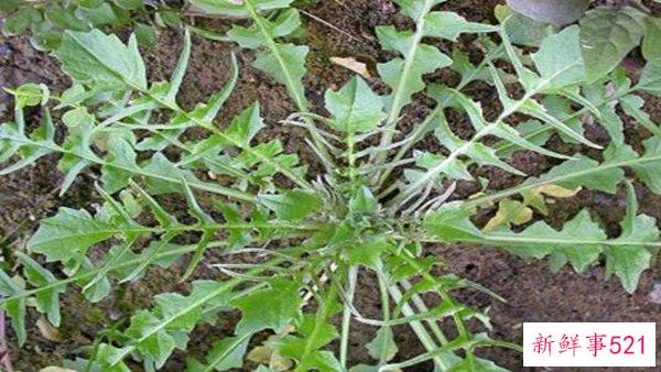 荠菜致癌吗？荠菜有什么优点和禁忌？