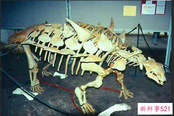 中型甲龙-带尖刺的装甲龙(头部完全被骨甲包裹)