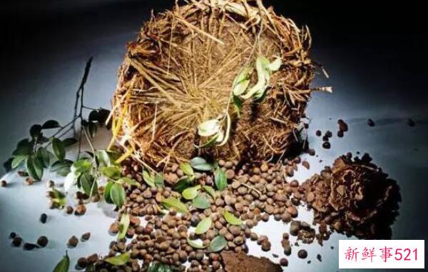 茶麸洗发水的危害对人无害(干性发质不要用)