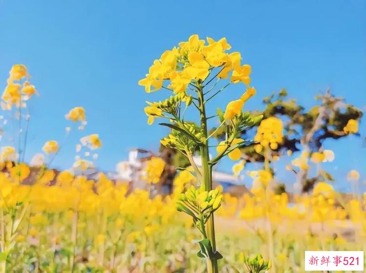 去大邑解锁宝藏城市
