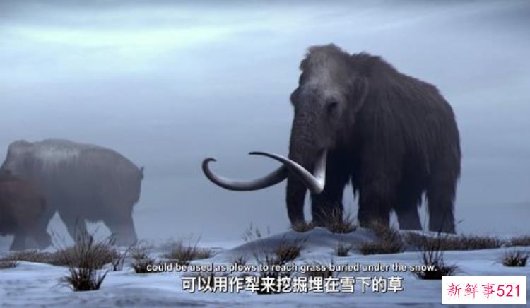 猛犸象为什么会灭绝，猛犸象灭绝主要原因