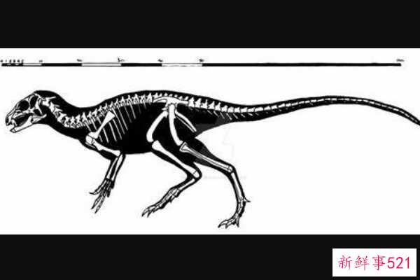 卡龙加龙-非洲巨人泰坦(9米长-仅出土牙齿)