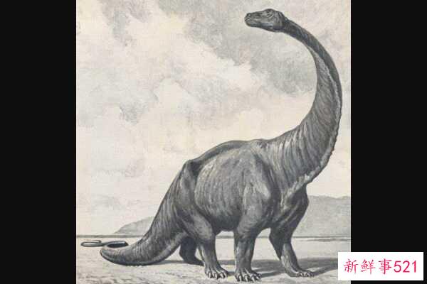 卡龙加龙-非洲巨人泰坦(9米长-仅出土牙齿)