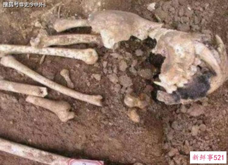 2004年陕西一大学内出土一奇怪头骨专家判断为墓主人养的宠物