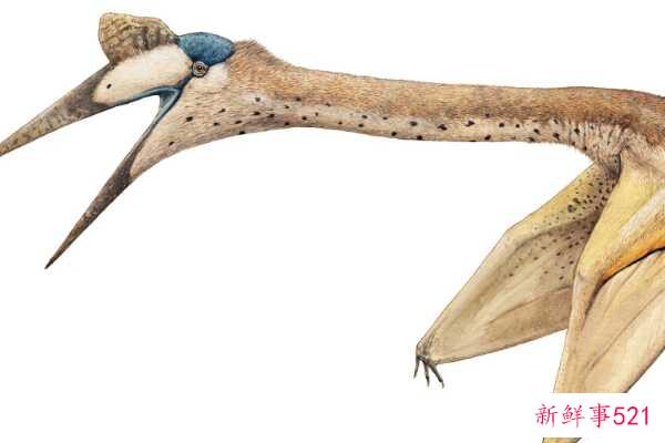 翼龙诺里斯-最大的飞行爬行动物(翼展12米)