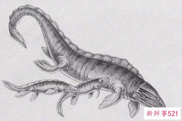 苍龙的祖先是什么动物？不足1米的蜥蜴被迫下水成为霸主