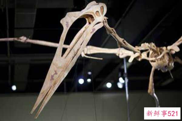 翼龙诺里斯-最大的飞行爬行动物(翼展12米)