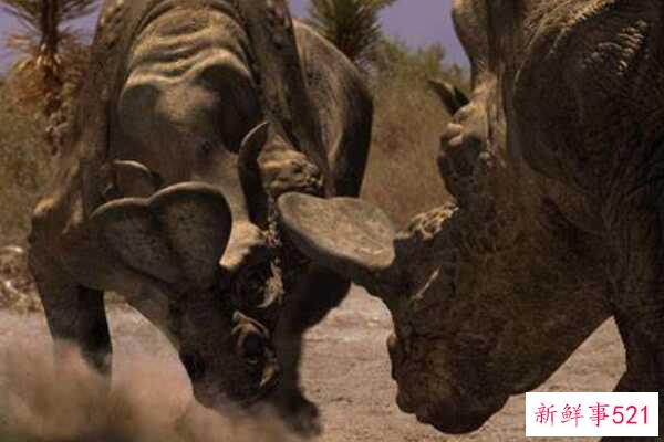 翼龙诺里斯-最大的飞行爬行动物(翼展12米)