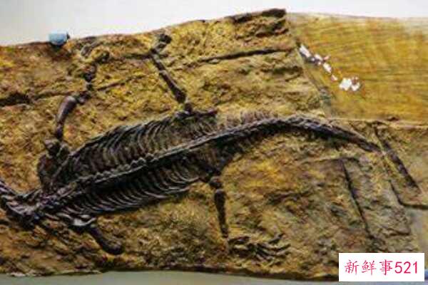 中国斗鱼-龟和蜥蜴的结合体(生活在浅水区-生于三叠纪)