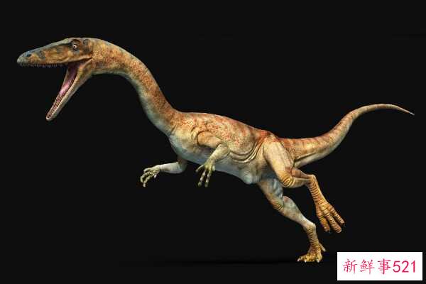 有侧面羽毛的猛禽-以拍打飞行为特征(最小1米-化石分布极广)