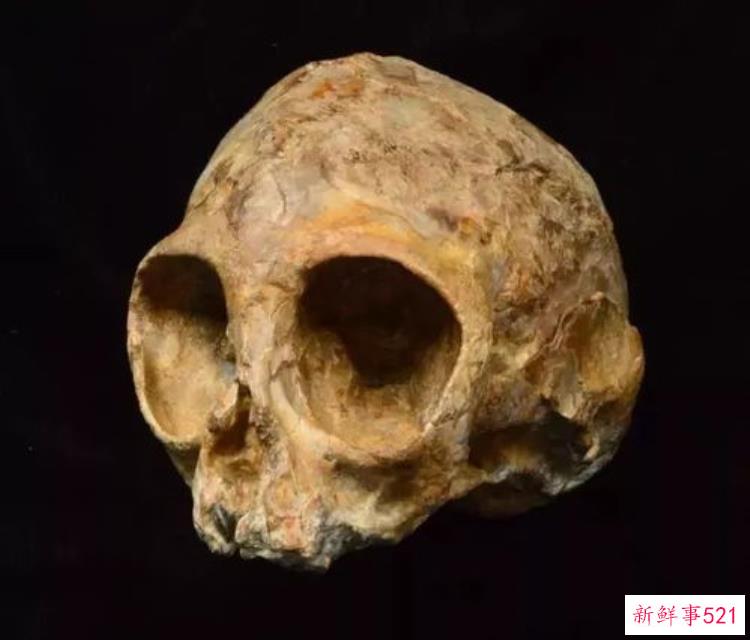 距今100万年前的头骨化石在湖北境内，1956湖北境内发现头骨化石